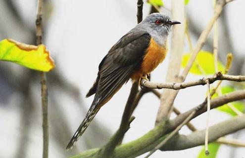 杜鹃鸟种类图片大全 杜鹃鸟种类图片大全集