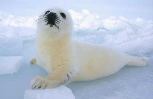 竖琴海豹图片大全（竖琴海豹图片大全高清）