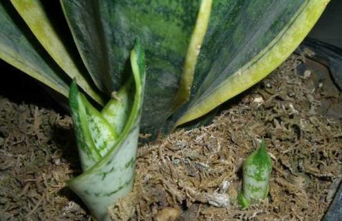 虎尾兰品种图片大全（虎尾兰的种类和价格）