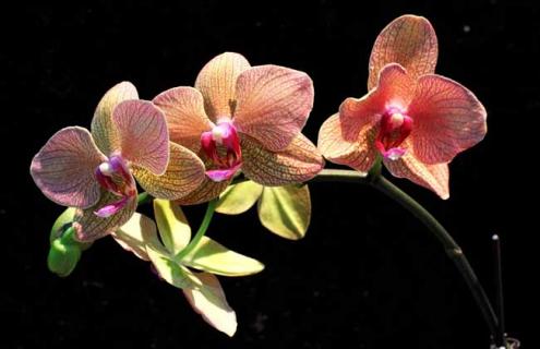 蝴蝶兰品种图片大全（蝴蝶兰品种图片大全大图高清）