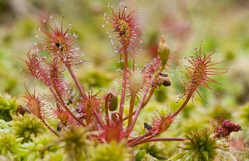 茅膏菜种类图片大全（茅膏菜种类图片大全集）