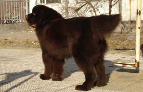 纽芬兰犬图片大全（纽芬兰犬图片大全 纯种）