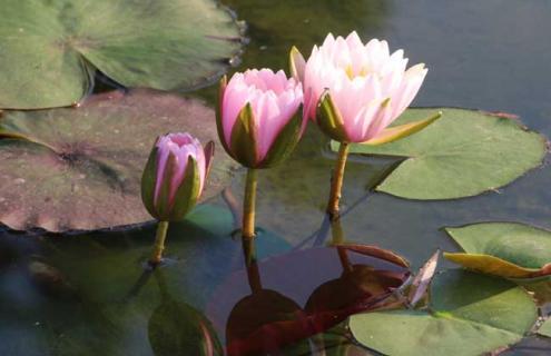睡莲品种图片大全（睡莲品种图片大全欣赏）