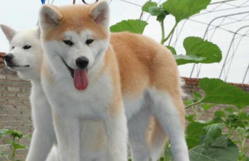 日本秋田犬图片大全 中华田园犬12个品种图