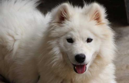 萨摩耶犬图片大全（萨摩耶犬图片大全 幼犬）