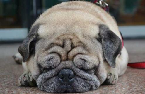 中国沙皮犬图片大全 中国沙皮犬图片大全高清