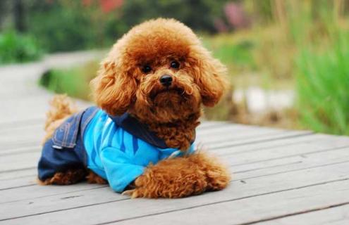 泰迪狗图片大全（泰迪狗图片大全大图）