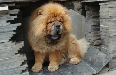 松狮犬种类图片大全 松狮犬品种介绍