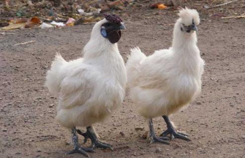 乌鸡的种类图片大全（乌鸡的种类图片大全大图）