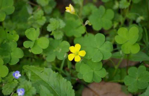 酢浆草的种类图片大全（酢浆草的种类图片大全大图）