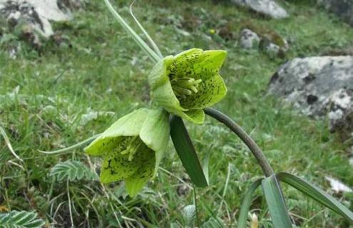 贝母种类图片大全 贝母种类及鉴别