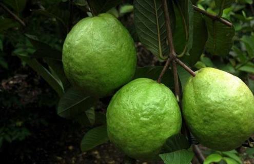 番石榴品种图片大全 番石榴品种哪种最好