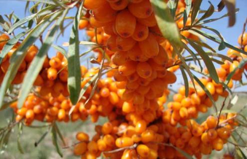 沙棘种类图片大全（沙棘种类图片大全图解）