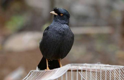 八哥种类图片大全 八哥种类图片大全大图高清