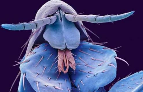 跳蚤种类图片大全 跳蚤种类图片大全集