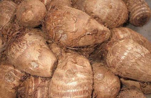 芋头品种图片大全（芋头品种图片大全大图）