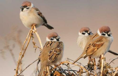 麻雀种类图片大全（麻雀种类图片大全图解）