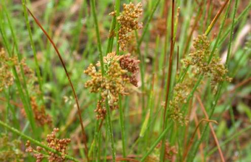 灯心草种类图片大全 灯心草种类图片大全图解