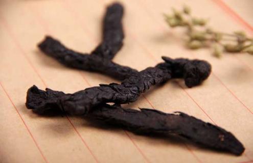 肉苁蓉种类图片大全 肉苁蓉有哪几种呢