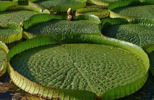 王莲的品种图片大全（王莲有几种）