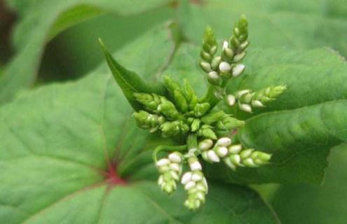 荞麦的品种图片大全 荞麦的品种图片大全集