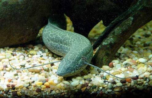 肺鱼的种类图片大全（肺鱼的种类图片大全大图）