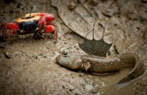 跳跳鱼种类图片大全（跳跳鱼的种类有哪些?跳跳鱼种类图片大全）