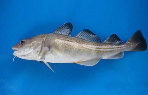 鳕鱼种类图片大全 鳕鱼种类图片大全大图