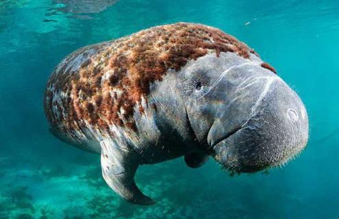 海牛的种类图片大全 海牛的种类图片大全大图