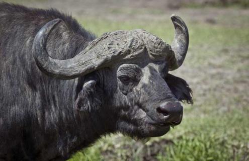 野牛的种类图片大全 野牛的种类图片大全大图