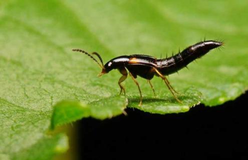 隐翅虫种类图片大全 隐翅虫有几种图片