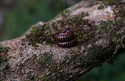 马陆虫种类及图片大全 马陆虫的图片