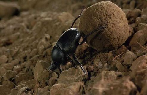 屎壳郎种类及图片大全（屎壳郎的图片长什么样）