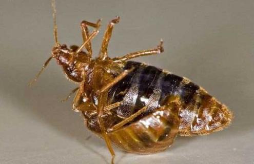 臭虫种类及图片大全（臭虫种类及图片大全大图）