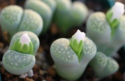 多肉植物品种及图片大全（多肉植物图鉴大全）