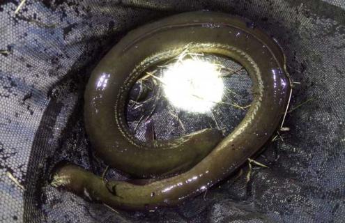 鳗鱼种类及图片大全（鳗鱼种类及图片大全图解）