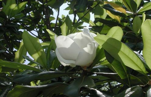 广玉兰图片 广玉兰图片大全大图唯美