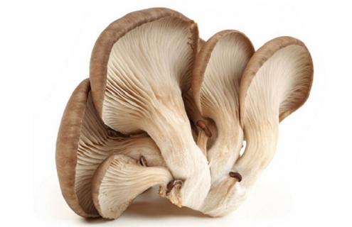平菇种类及图片大全（平菇种类及图片大全集）