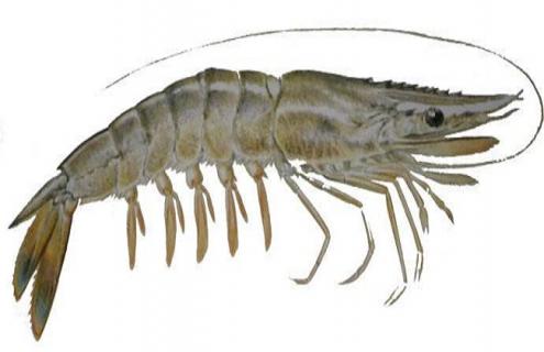 虾的种类及图片大全 虾的种类及图片大全集