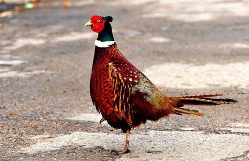 山鸡的种类及山鸡各类图片大全 山鸡的种类图片及名称