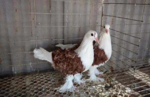 国内常见的观赏鸽品种及图片大全 国内常见的观赏鸽品种及图片大全集