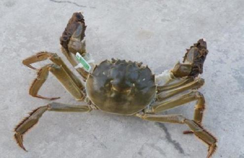 螃蟹的常见种类及图片大全（螃蟹的种类图片大全 常见）