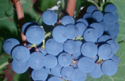 葡萄