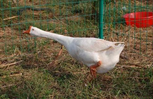 鹅的品种及图片大全（鹅的品种图片大全集）