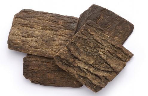 杜仲的简介及图片大全 杜仲的简介及图片大全集