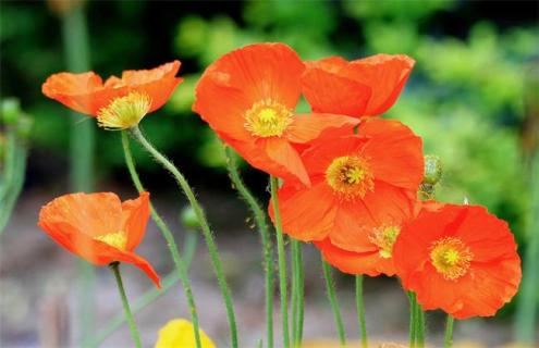 虞美人简介及故事介绍（虞美人 故事）