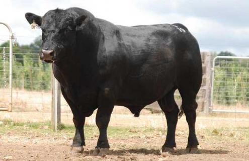 2018牛的最新品种简介及图片大全 2018年牛的价格