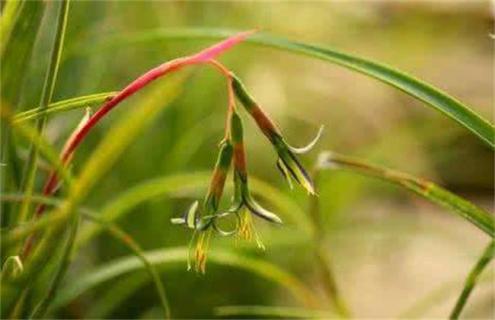 水塔花种类及图片一览（水塔花的用途）