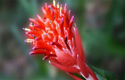 鸿运当头种类及图片大全（鸿运当头常见品种图片）