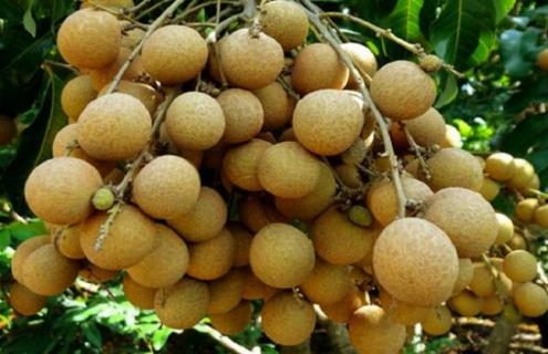 桂圆的品种及图片一览 桂圆品种及图片大全